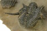 Spiny Cyphaspis Trilobite - Ofaten, Morocco #284061-6